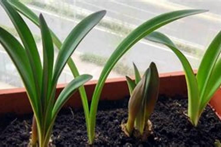 小苍兰秋季要怎样养护