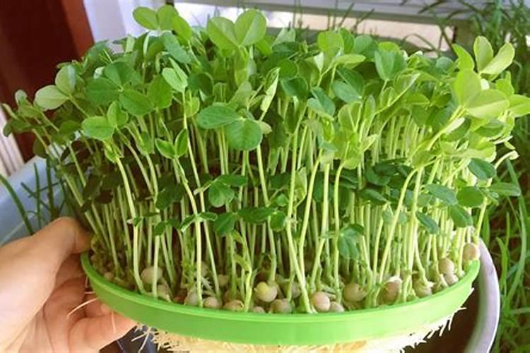 豌豆尖最忌三种肥料