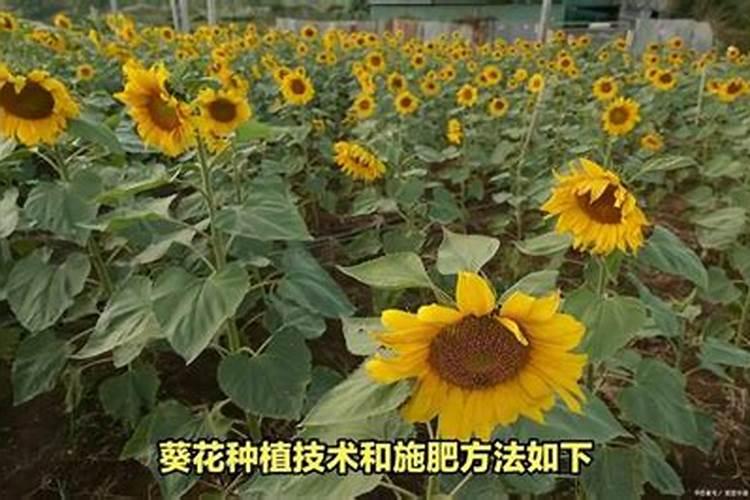 向日葵种植技术