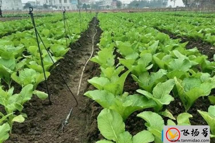 葵花追肥用什么肥好(葵花前期需要冲施什么肥料来吸收)