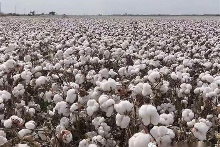 棉花底肥使用不足的追肥建议和高产方法