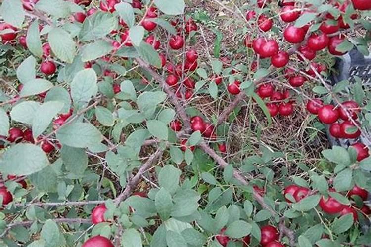 果实膨大期,钙肥亩施用量