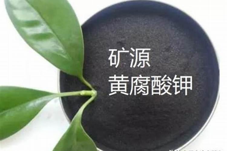 花生苗期喷施什么叶面肥