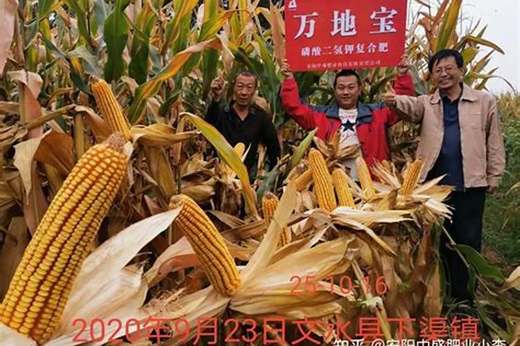 山东沃鲁特生产的奥星沃鲁施果树专用肥质量好吗