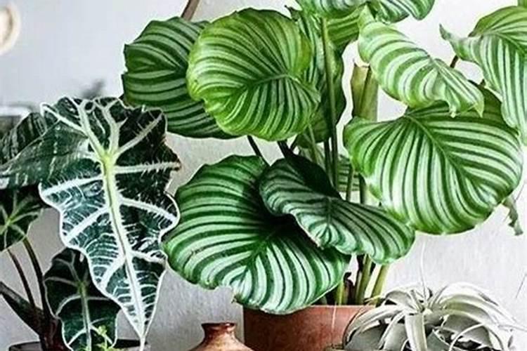 植物红掌可以放室内吗 用什么肥料好