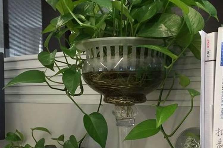 绿萝吊兰…千万别这么养