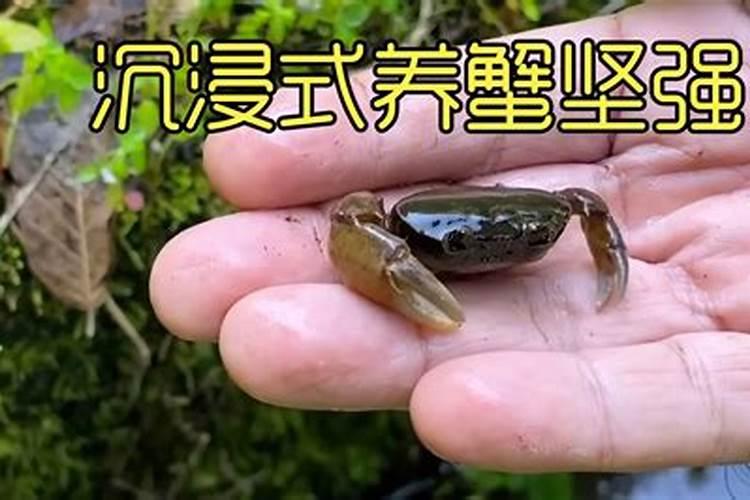 怎样才能把蟹苗育好,来年养成蟹时,早日上市？