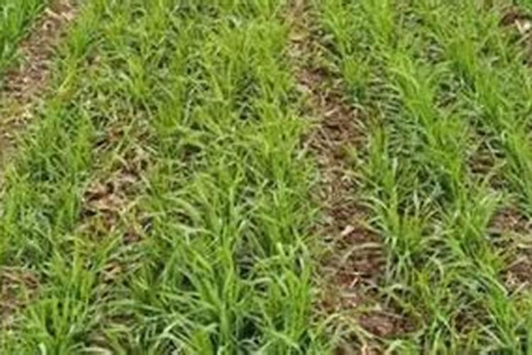 磷肥的施用有哪些好处？