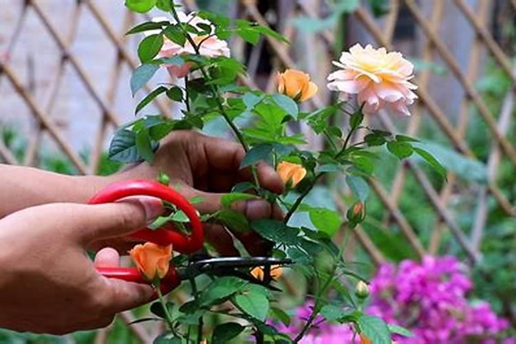 月季花什么时候施肥合适？