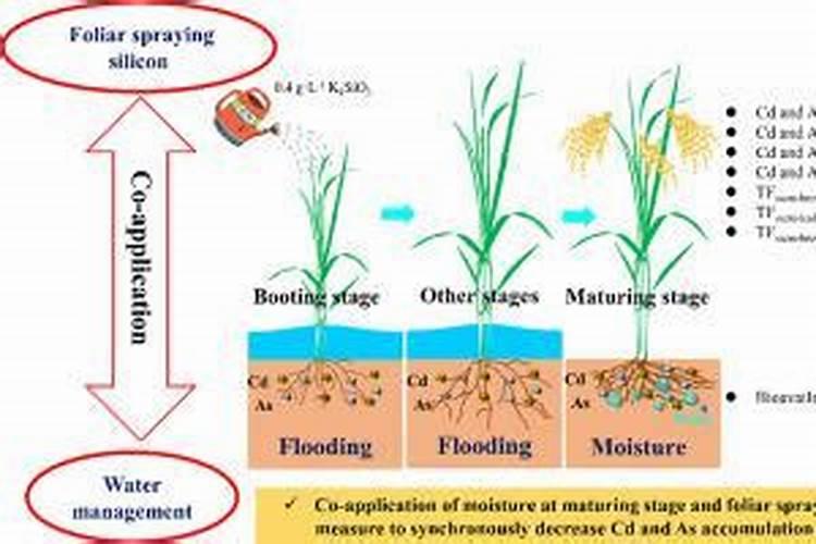 草莓硅肥纯硅160g/l冲施多少控旺