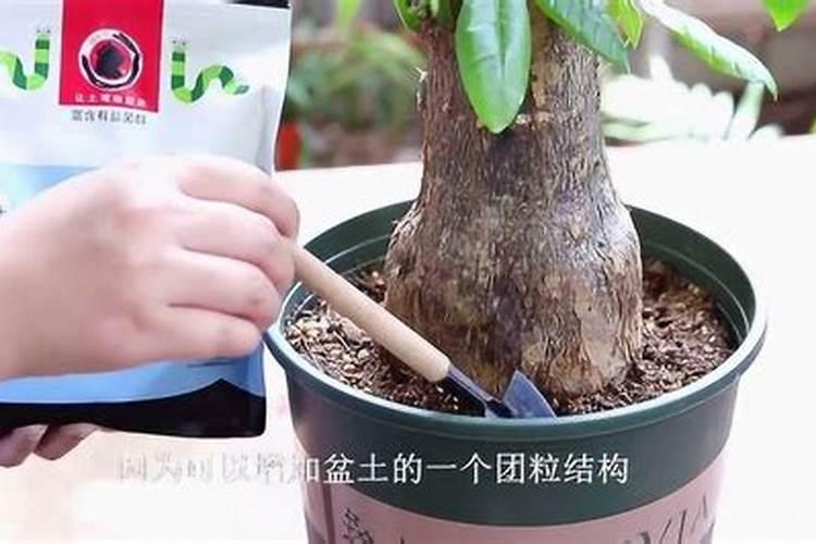 发财树怎么养才能更旺盛