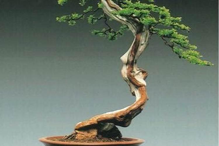 雀梅下山桩的养殖方法和注意事项