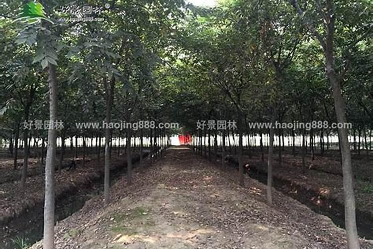 榉树施肥的意义和价值？