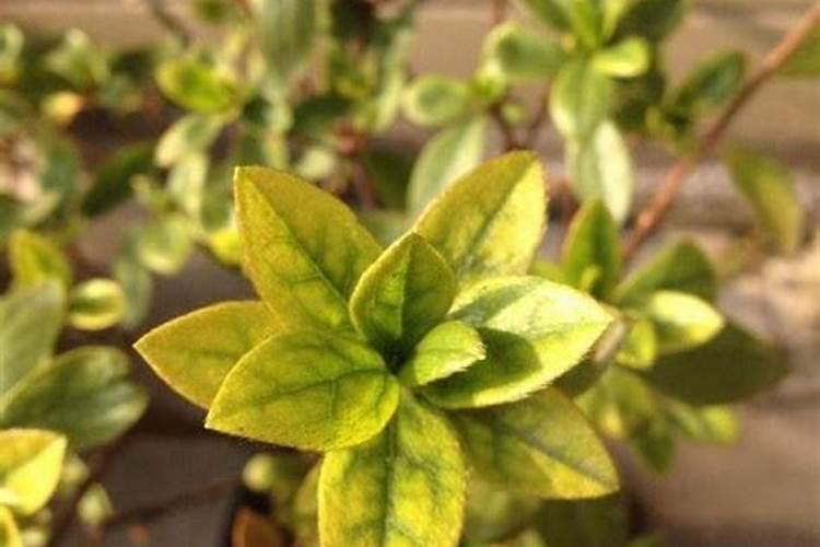 家庭盆栽室内(北方冬季有暖气)杜鹃花的养殖方法