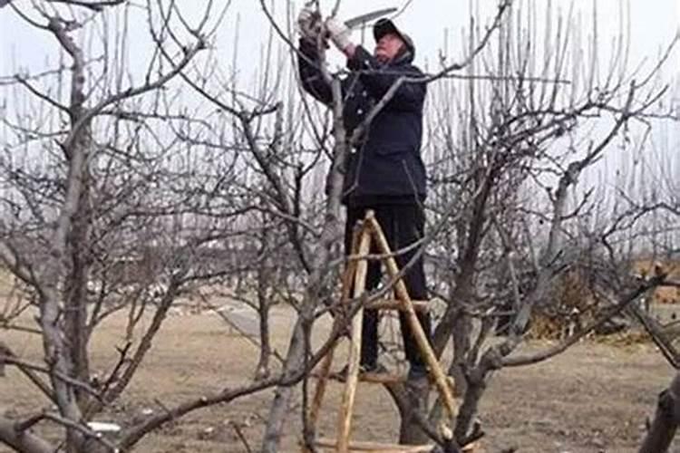 梨树春季施肥用什么肥料