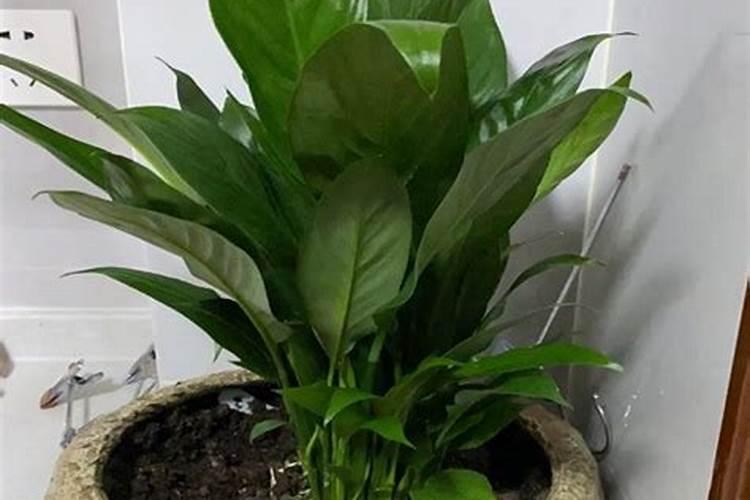 白掌施肥施什么肥料