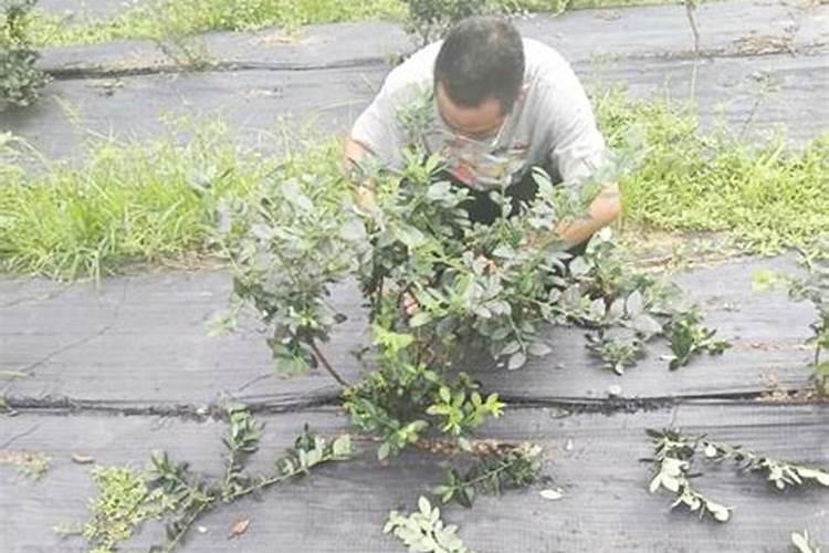 茉莉花施什么肥开花多