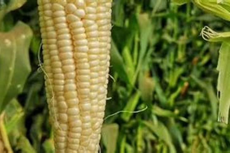 玉米苗后除草加锌肥可以吗？