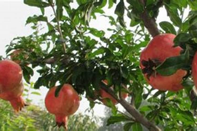 石榴的高产要怎么施肥 石榴施肥需要注意什么