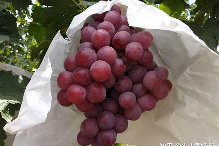 荔枝用什么果树水溶肥能增甜耐储