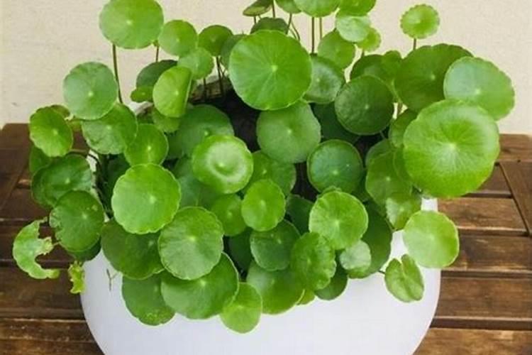 铜钱草要施什么肥