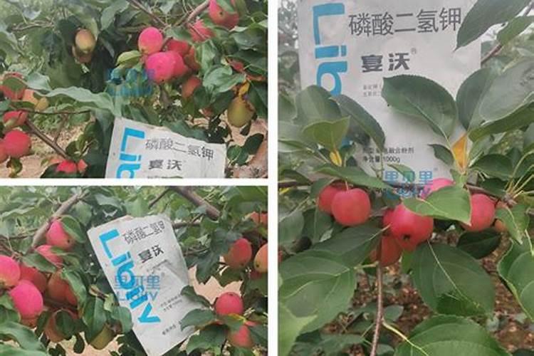 春天苹果树施水溶肥开花能借劲吗