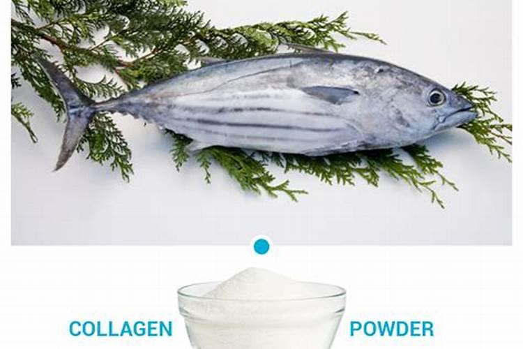 什么鱼蛋白质含量高