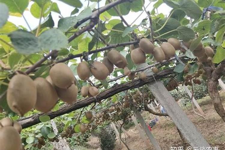 三年的猕猴桃怎样施肥