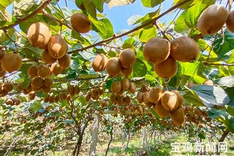 猕猴桃怎么施肥？施猕猴桃水溶肥技术