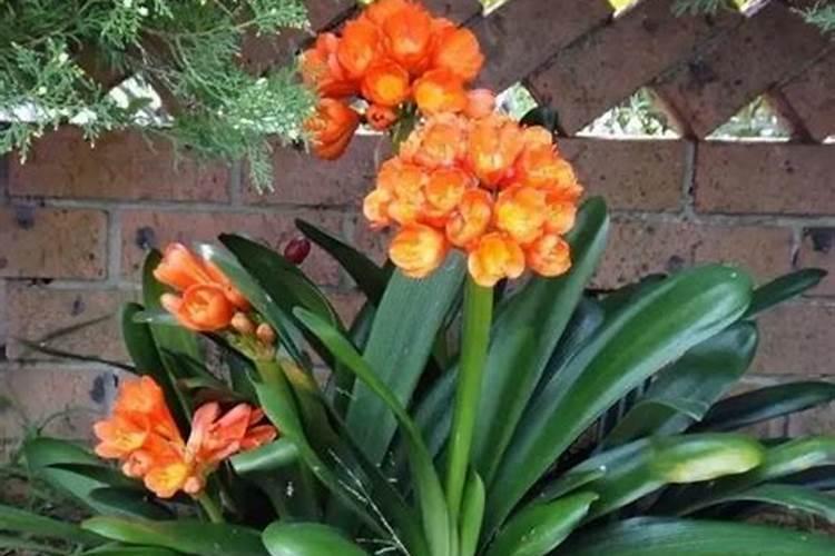 家养君子兰氮磷钾如何采用