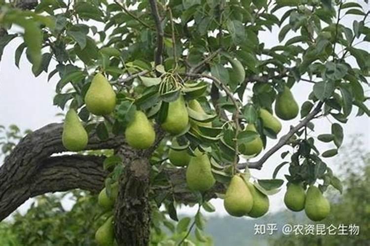 想要梨树增产,梨子膨大,怎么办？需要用什么梨子膨大素好？