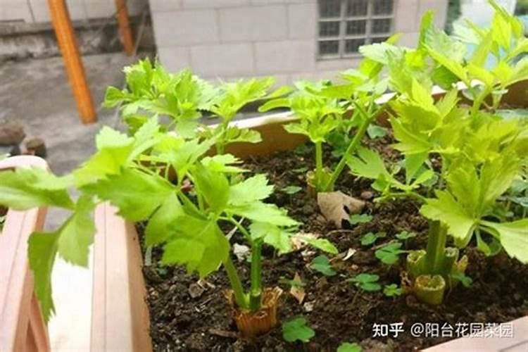 喷什么叶面肥芹菜长得快