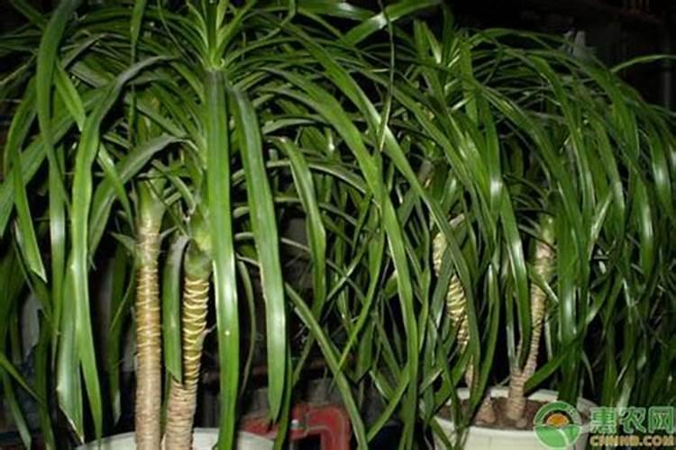 龙血树种子可以用磷酸二氢钾浸泡吗