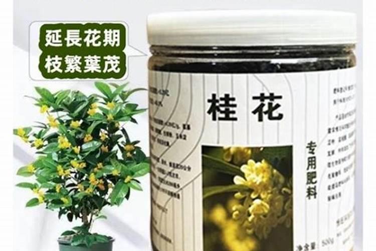 盆景桂花施肥方法
