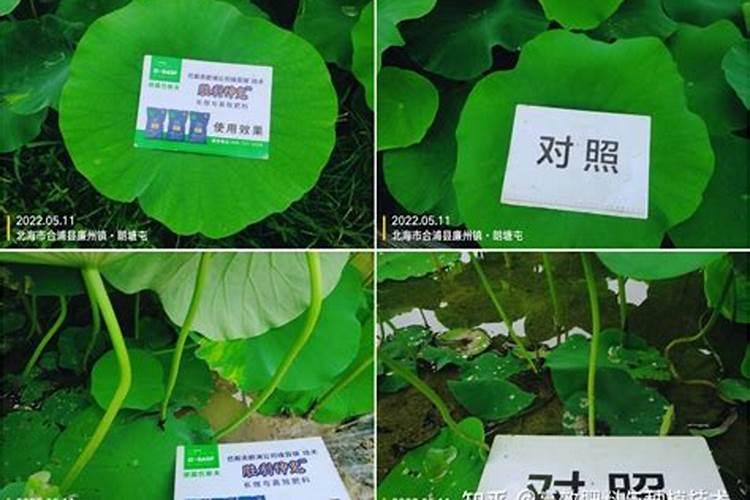 莲藕种植什么时候施入硼肥？