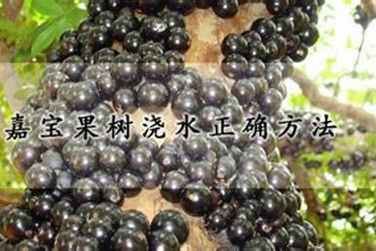 嘉宝果树施什么肥料最好？