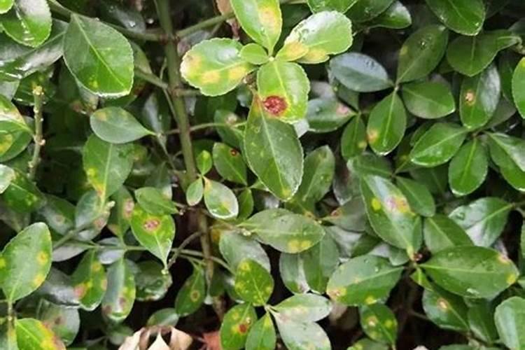 北海道黄杨常见病虫害的防治方法？