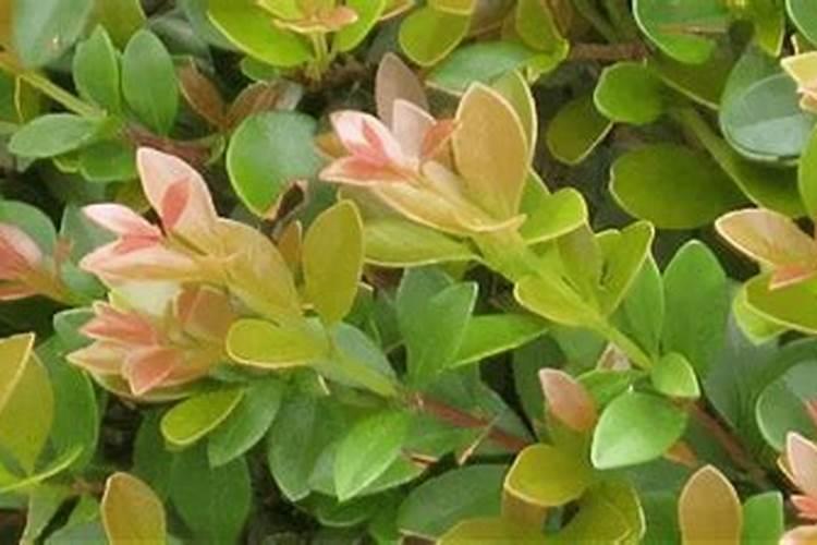 怎样防治黄杨盆景病虫害