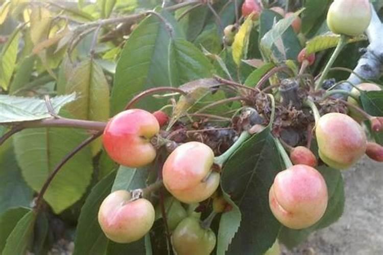 樱桃树秋季施什么肥最好