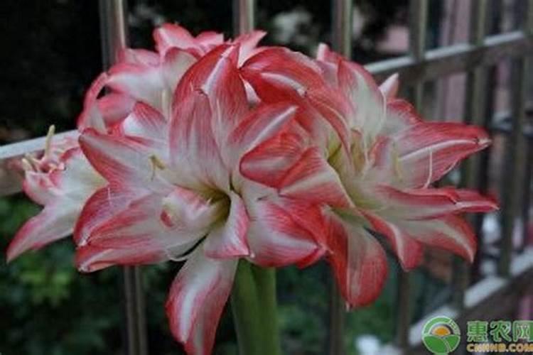 朱顶红用什么肥球长的快