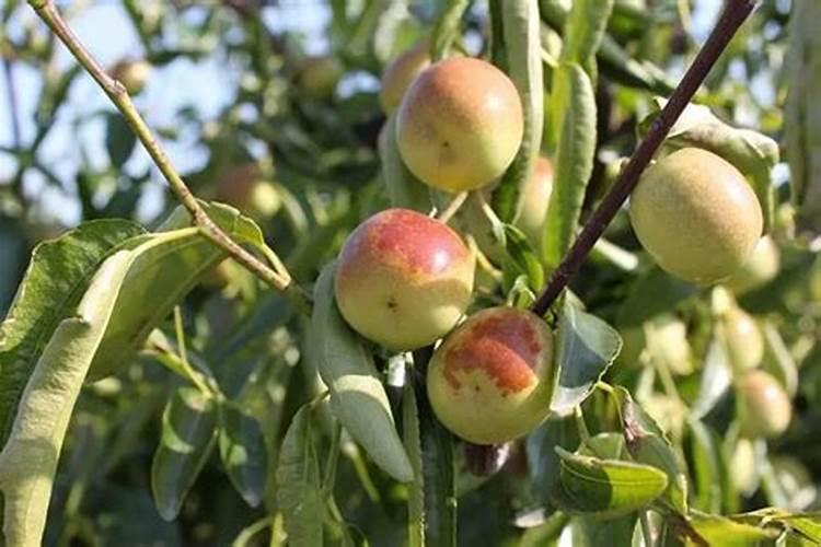 枣树开花打什么药