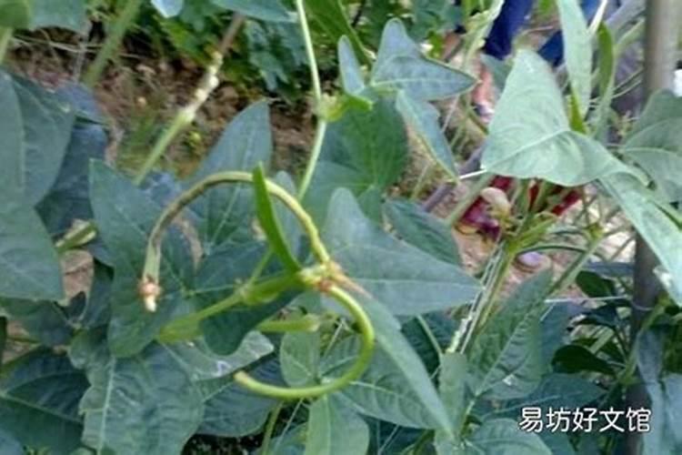 长豆角重茬地怎样高产