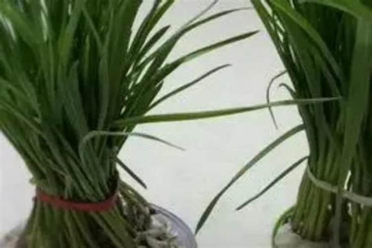 越冬大蒜蒜苗生长过旺怎么办？