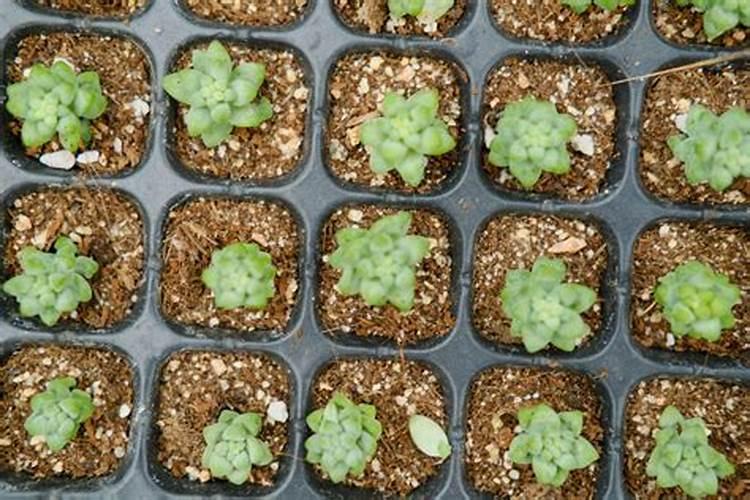 多肉植物用什么肥料最好