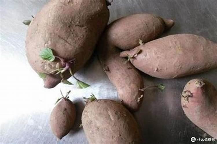 红薯施肥注意事项是什么