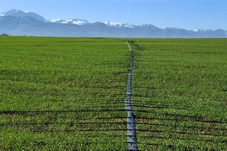 金正大高钾水溶肥可以在雨后直接撒施生姜吗