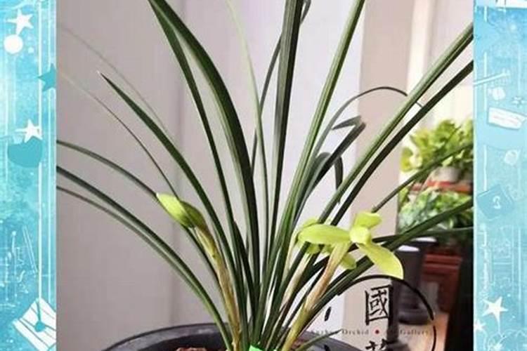 兰花专用肥哪个最佳兰花用什么叶面肥最好