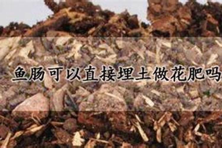 鱼肠煮熟可以作为肥料直接埋花卉土里吗？你怎么看？