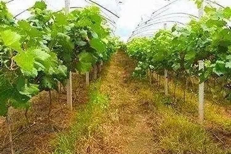 葡萄专用叶面肥哪种好？叶面肥品牌哪个好？叶面肥就用根小子!