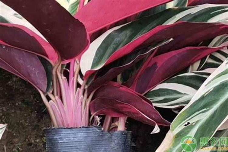 竹芋施什么肥最好